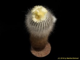 Notocactus rudibueneckeri f. Brasil 1147 